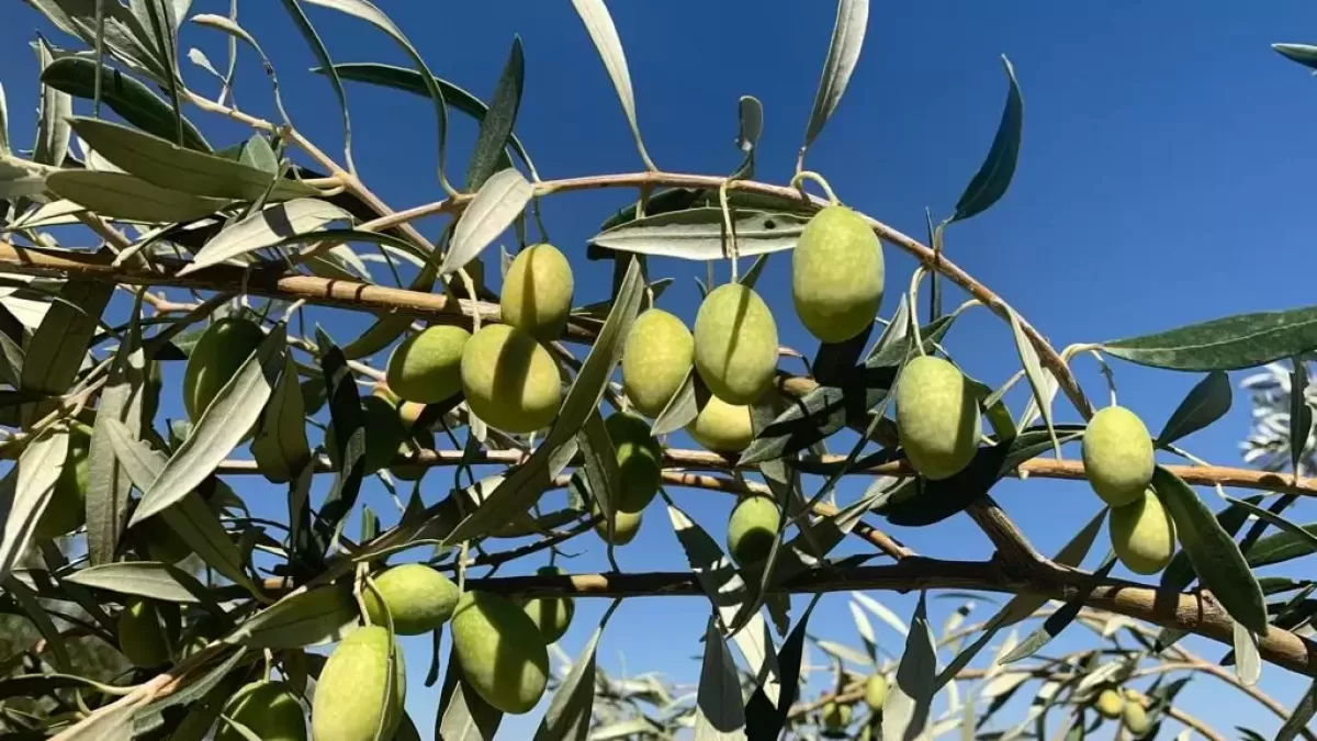 Zeytin üretiminde 2,9 milyon tonluk tarihi rekor